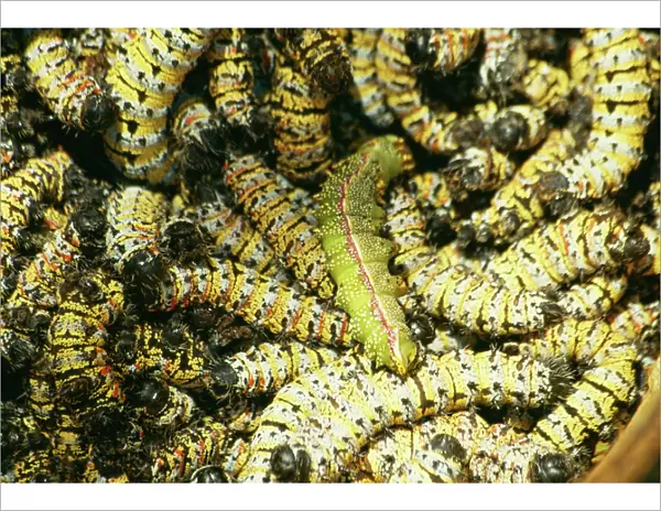 Mopane Emperor Moth - Caterpillars  /  “worms” gathered for food in Zimbabwe