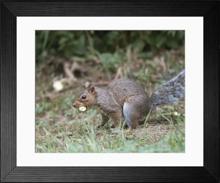 Framed Print : Grey Squirrel - with hazelnuts Framed Print : Grey Squirrel - with hazelnuts