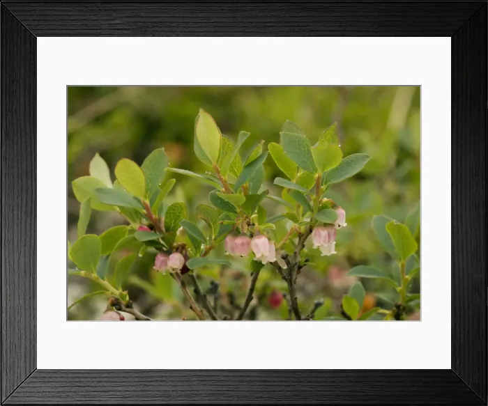 Framed Print : Bog bilberry (Vaccinium uliginosum). Norway Framed Print : Bog bilberry (Vaccinium uliginosum). Norway