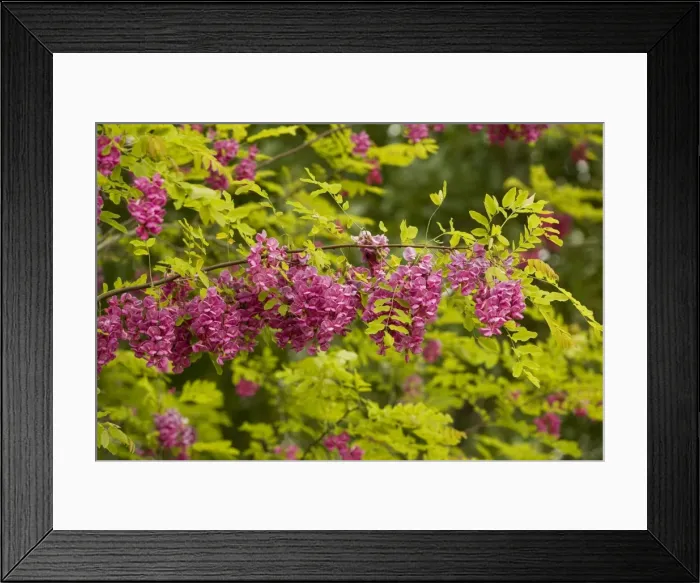 Framed Print : Rose Acacia or Bristly locust (Robinia hispida) in flower. From south-east USA Framed Print : Rose Acacia or Bristly locust (Robinia hispida) in flower. From south-east USA