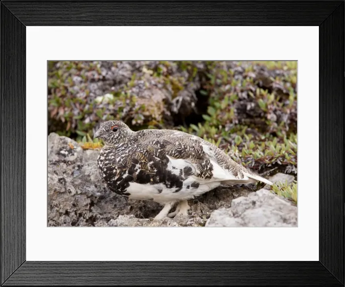 Framed Print : White-tailed Ptarmigan - male in high alpine tundra, Banff National Park, Rockies; Canada Framed Print : White-tailed Ptarmigan - male in high alpine tundra, Banff National Park, Rockies; Canada