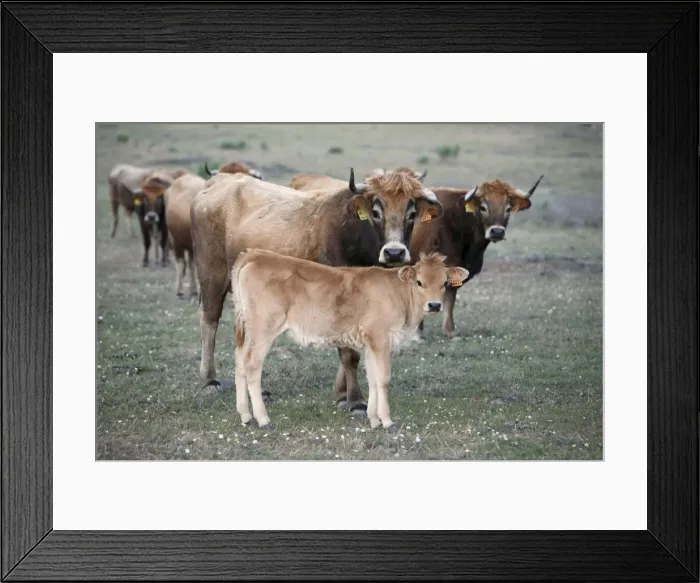 Framed Print : Mirandesa Cattle - cow with calf, traditional Portugese breed, kept mainly for beef production, Alentejo, Portugal Framed Print : Mirandesa Cattle - cow with calf, traditional Portugese breed, kept mainly for beef production, Alentejo, Portugal