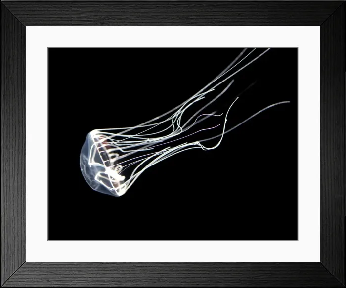 Framed Print : Jellyfish, north Pacific Framed Print : Jellyfish, north Pacific