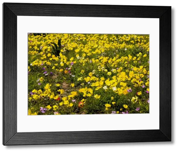 Framed Print : Turban Buttercups (and a few Crown Anemones) on Akrotiri Peninsula, Greek Cyprus (south) Framed Print : Turban Buttercups (and a few Crown Anemones) on Akrotiri Peninsula, Greek Cyprus (south)