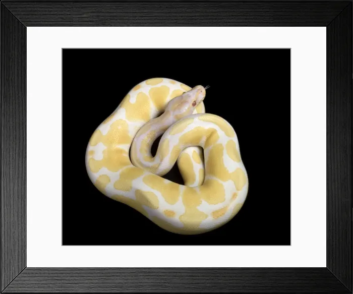 Framed Print : Royal / Ball Python - Albino mutation - Africa Framed Print : Royal / Ball Python - Albino mutation - Africa
