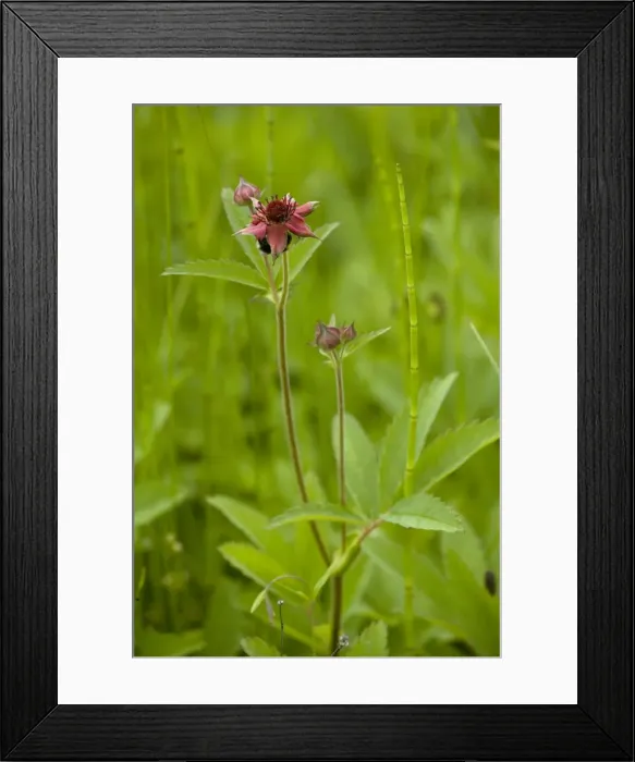 Framed Print : Marsh cinquefoil (Potentilla palustris), growing on bog surface; in flower, Scotland