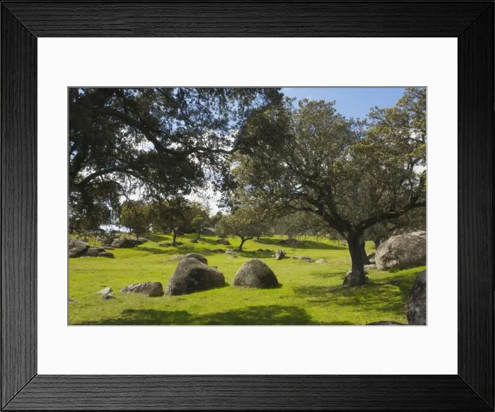 Framed Print : Holm Oak, western form (Quercus ilex ssp. rotundifolia (= Q. rotundifolia)) in dehesa with granite rocks, Extremadura, West Spain Framed Print : Holm Oak, western form (Quercus ilex ssp. rotundifolia (= Q. rotundifolia)) in dehesa with granite rocks, Extremadura, West Spain