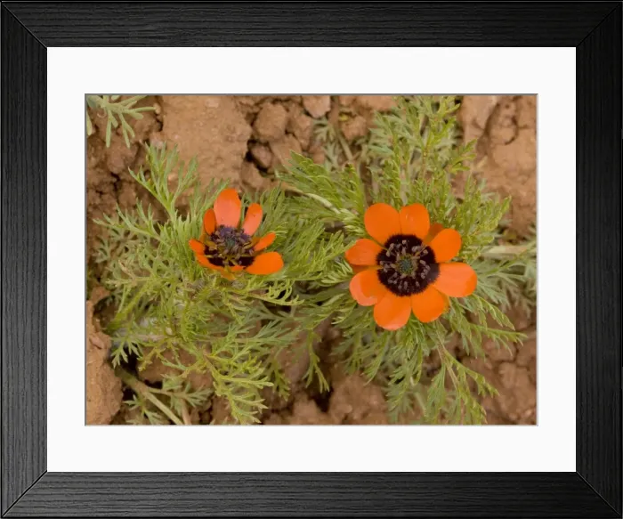 Framed Print : A Pheasant's Eye Adonis aestivalis, in ploughed field, Morocco Framed Print : A Pheasant's Eye Adonis aestivalis, in ploughed field, Morocco