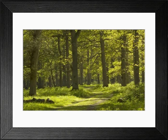 Framed Print : Ottenby Lund Forest, Oland, south Sweden. Ancient broadleaved oak-dominated forest Framed Print : Ottenby Lund Forest, Oland, south Sweden. Ancient broadleaved oak-dominated forest
