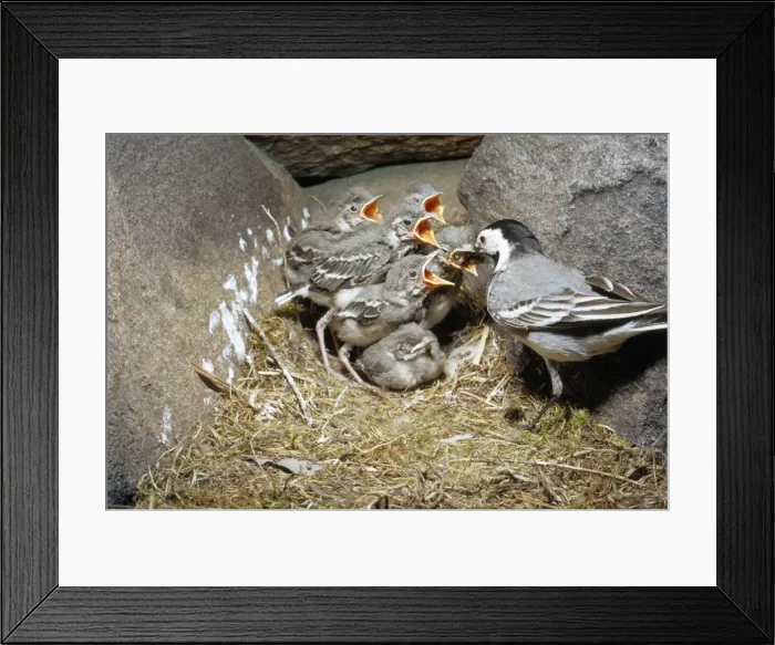 Framed Print : Pied Wagtail Framed Print : Pied Wagtail
