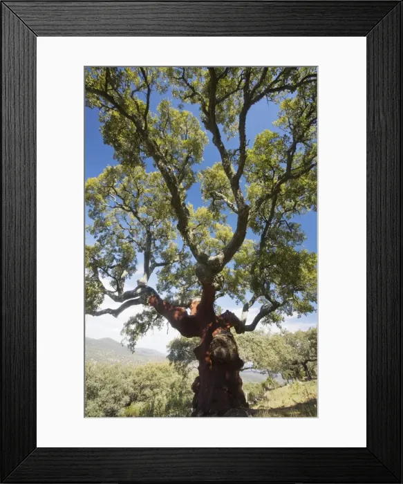 Framed Print : Old cork oak tree (Quercus suber) with bark removed, Extremadura, West Spain Framed Print : Old cork oak tree (Quercus suber) with bark removed, Extremadura, West Spain