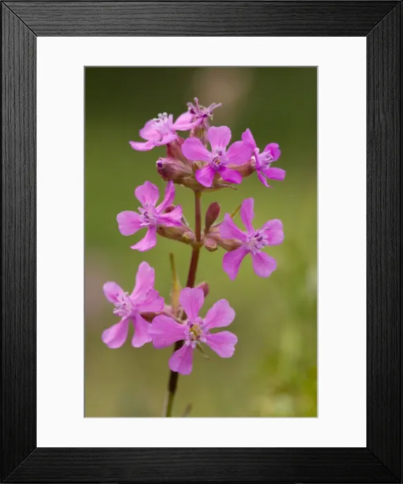Framed Print : Sticky catchfly (Lychnis viscaria); very rare in UK, also grown and gardens. Sweden Framed Print : Sticky catchfly (Lychnis viscaria); very rare in UK, also grown and gardens. Sweden