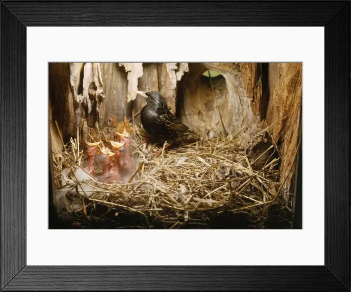Framed Print : Starling - adult with young - 3 days old Framed Print : Starling - adult with young - 3 days old