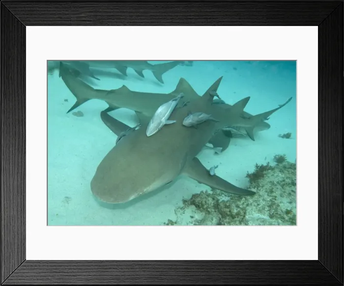 Framed Print : Lemon Shark - female is about to pup - the remoras are waiting to feed on the after birth - Bahamas Framed Print : Lemon Shark - female is about to pup - the remoras are waiting to feed on the after birth - Bahamas
