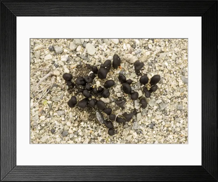 Framed Print : An earth tongue fungus on dunes, north Norway Framed Print : An earth tongue fungus on dunes, north Norway
