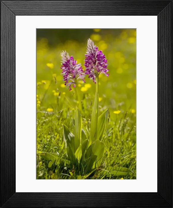 Framed Print : Soldier Orchid or Military Orchid (Orchis militaris), Sweden Framed Print : Soldier Orchid or Military Orchid (Orchis militaris), Sweden