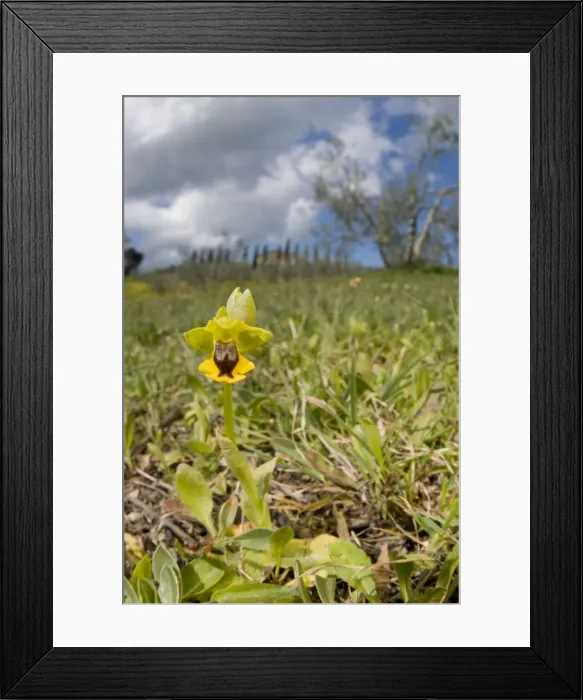 Framed Print : Yellow Bee Orchid / Yellow Ophrys - in habitat - Italy Framed Print : Yellow Bee Orchid / Yellow Ophrys - in habitat - Italy