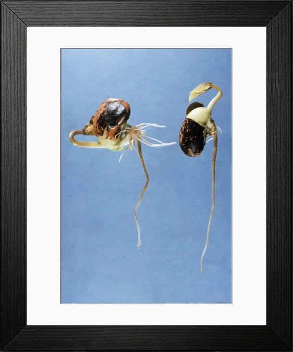 Framed Print : Runner Bean - germination. One the right way up (right) the other upside down. Geotropism Framed Print : Runner Bean - germination. One the right way up (right) the other upside down. Geotropism