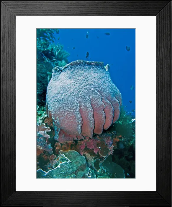 Framed Print : Giant Sponge - Komodo Marine National Park - Indonesia Framed Print : Giant Sponge - Komodo Marine National Park - Indonesia