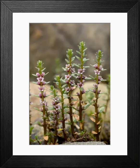Framed Print : Sea milkwort in flower Framed Print : Sea milkwort in flower