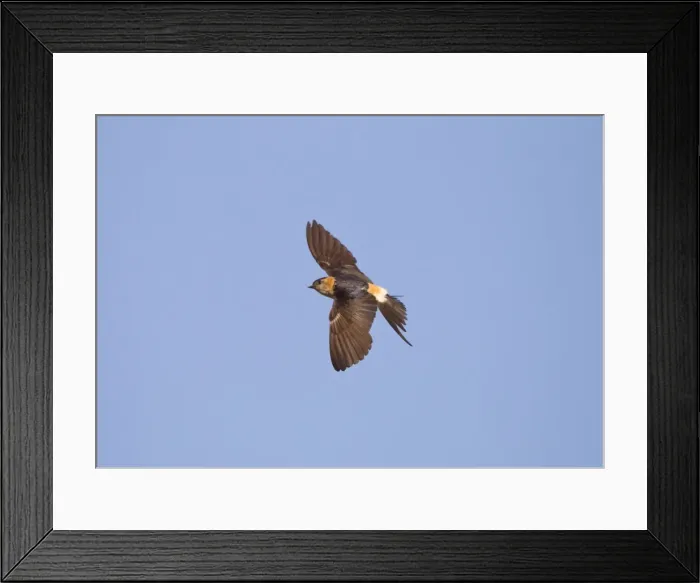 Framed Print : Red-rumped Swallow - in flight - Andalucia - Spain - September Framed Print : Red-rumped Swallow - in flight - Andalucia - Spain - September