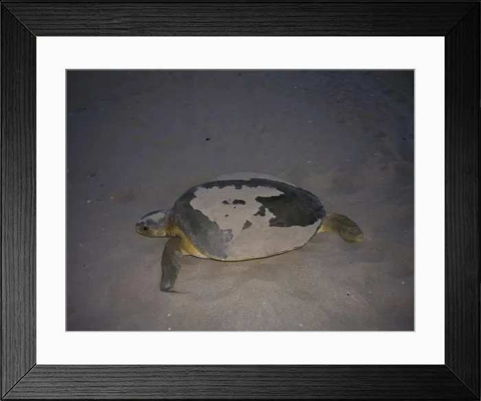 Framed Print : Australian Flatback Turtle - female - far northern Queensland - Australia Framed Print : Australian Flatback Turtle - female - far northern Queensland - Australia