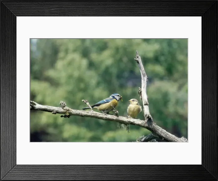Framed Print : Blue Tit - young at 18 days being fed by adult away from nest Framed Print : Blue Tit - young at 18 days being fed by adult away from nest