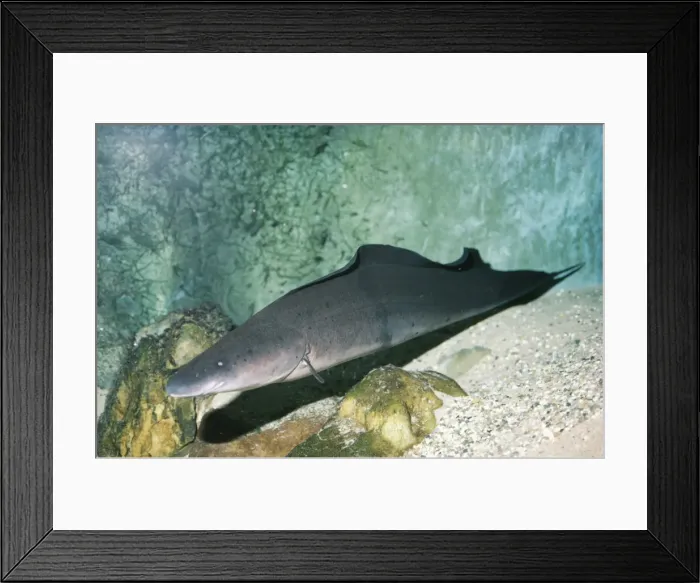 Framed Print : African Knifefish - Electric. River Nile, Egypt Framed Print : African Knifefish - Electric. River Nile, Egypt