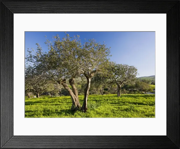 Framed Print : Carob orchard - near Akamas, Greek Cyprus (south) Framed Print : Carob orchard - near Akamas, Greek Cyprus (south)