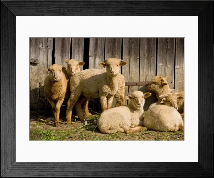 Framed Print : Young Sheep in courtyard of Saxon house in Viscri, Transylvania. Romania Framed Print : Young Sheep in courtyard of Saxon house in Viscri, Transylvania. Romania