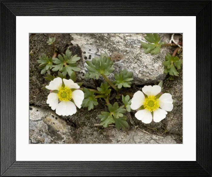 Framed Print : Glacier crowfoot (Ranunculus glacialis), in flower, in the high mountains of Norway Framed Print : Glacier crowfoot (Ranunculus glacialis), in flower, in the high mountains of Norway