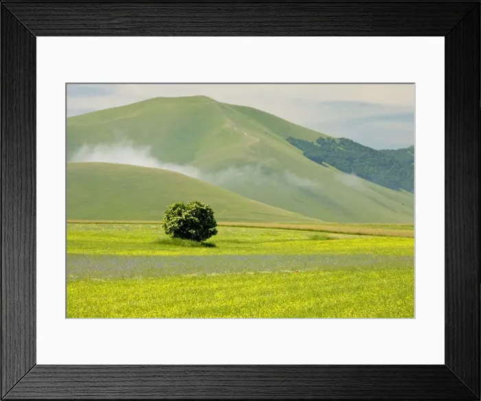 Framed Print : Fields full of cornfield weeds, on the Grande Piano, Monte Sibillini National Park, Italy Framed Print : Fields full of cornfield weeds, on the Grande Piano, Monte Sibillini National Park, Italy