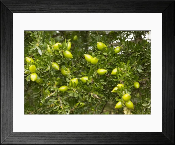 Framed Print : Fruits of the rare Argan tree, Argania spinosa = Argania sideroxylon. Rare endemic tree occurs in protected forest, Morocco Framed Print : Fruits of the rare Argan tree, Argania spinosa = Argania sideroxylon. Rare endemic tree occurs in protected forest, Morocco