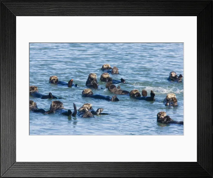 Framed Print : Large group of Sea Otters - relaxing and resting in the sea off southern California Framed Print : Large group of Sea Otters - relaxing and resting in the sea off southern California