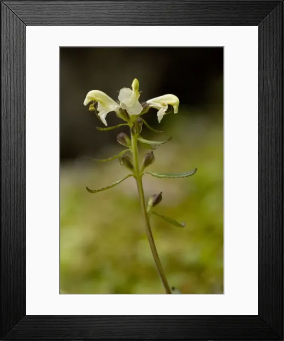 Framed Print : Lapland lousewort (Pedicularis lapponica) in flower, Norway Framed Print : Lapland lousewort (Pedicularis lapponica) in flower, Norway
