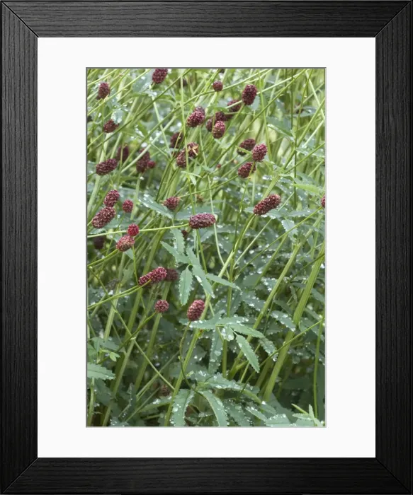 Framed Print : Great burnet (Sanguisorba officinalis). In floodplain meadows in UK Framed Print : Great burnet (Sanguisorba officinalis). In floodplain meadows in UK