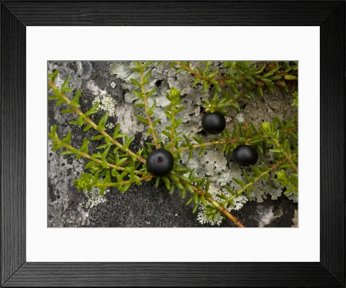 Framed Print : Hermaphrodite crowberry (Empetrum hermaphroditum). Rare in Scotland Framed Print : Hermaphrodite crowberry (Empetrum hermaphroditum). Rare in Scotland