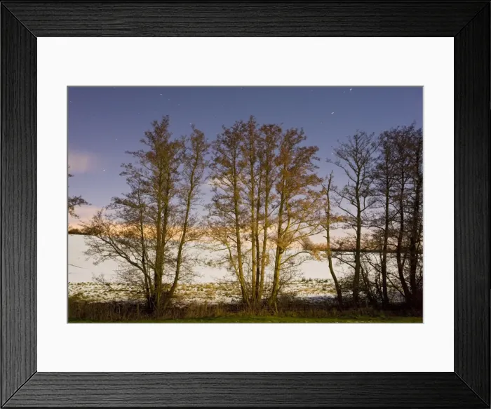 Framed Print : Line of Alder trees - in snowy weather - at night. Dorset UK Framed Print : Line of Alder trees - in snowy weather - at night. Dorset UK