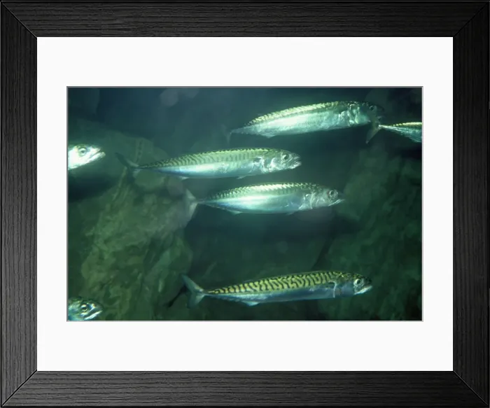 Framed Print : Mackerel - Atlantic Ocean - North Sea - Mediterranean Sea Framed Print : Mackerel - Atlantic Ocean - North Sea - Mediterranean Sea