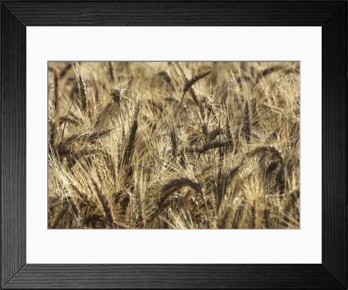 Framed Print : Barley - in field Framed Print : Barley - in field
