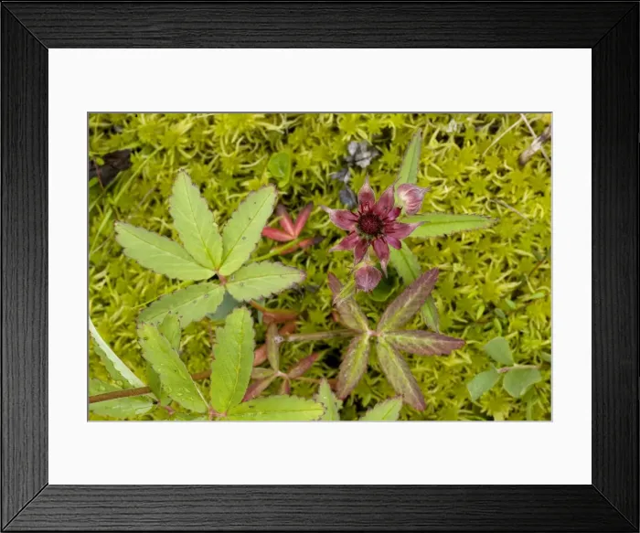 Framed Print : Marsh cinquefoil (Potentilla palustris), growing on bog surface; in flower, Scotland Framed Print : Marsh cinquefoil (Potentilla palustris), growing on bog surface; in flower, Scotland