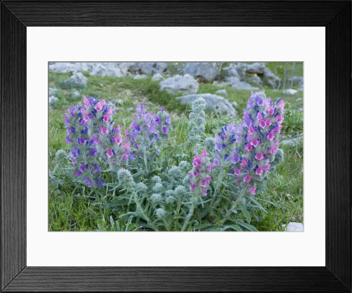 Framed Print : A beautiful endemic Bugloss, Echium albicans, in the Sierra de Grazalema, Andalucia, South-west Spain Framed Print : A beautiful endemic Bugloss, Echium albicans, in the Sierra de Grazalema, Andalucia, South-west Spain