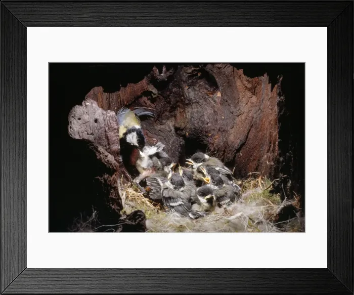Framed Print : Great Tit - inside nest hole - removing fecal sac Framed Print : Great Tit - inside nest hole - removing fecal sac