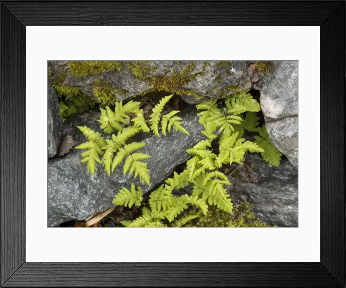 Framed Print : Oak fern (Gymnocarpium dryopteris (= Thelypteris dryopteris) in rock crevices. Scotland Framed Print : Oak fern (Gymnocarpium dryopteris (= Thelypteris dryopteris) in rock crevices. Scotland