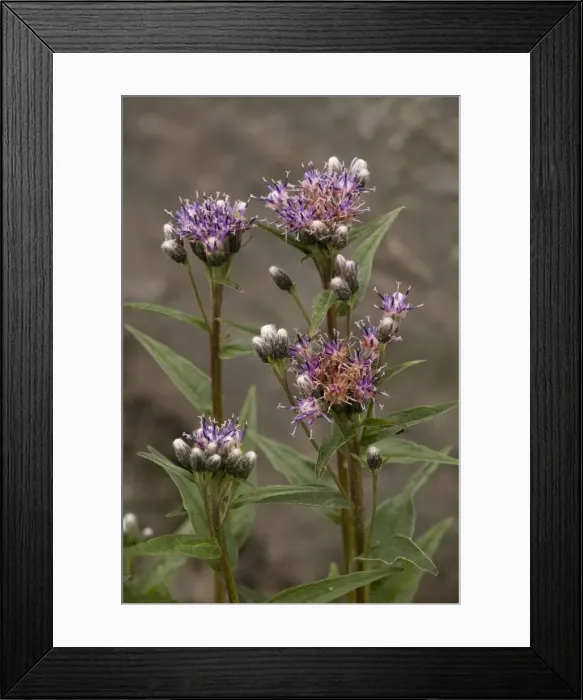 Framed Print : Alpine saw-wort (Saussurea alpina). Alps and arctic Framed Print : Alpine saw-wort (Saussurea alpina). Alps and arctic