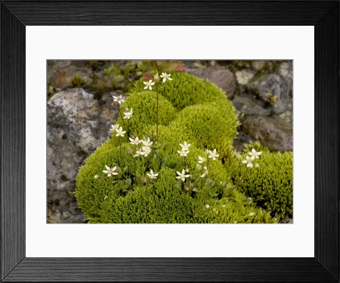 Framed Print : Starry saxifrage (Saxifraga stellaris) in mossy flush, with Philonotis fontana. Scotland Framed Print : Starry saxifrage (Saxifraga stellaris) in mossy flush, with Philonotis fontana. Scotland