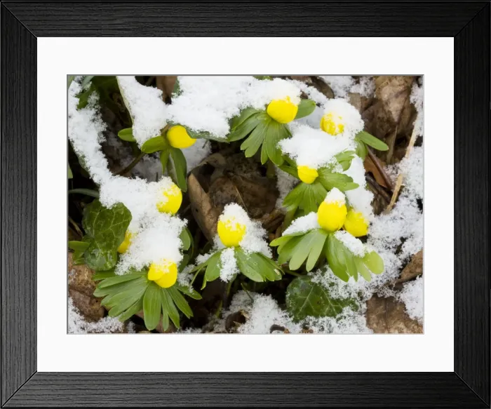 Framed Print : Winter Aconite Eranthis hyemalis in flower in the snow, flowers partly closed against the cold. Dorset UK Framed Print : Winter Aconite Eranthis hyemalis in flower in the snow, flowers partly closed against the cold. Dorset UK