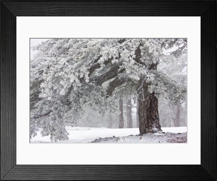 Framed Print : Ancient Black Pine forest - in snow and freezing fog, high in the Troodos Mountains, Greek Cyprus (south) Framed Print : Ancient Black Pine forest - in snow and freezing fog, high in the Troodos Mountains, Greek Cyprus (south)