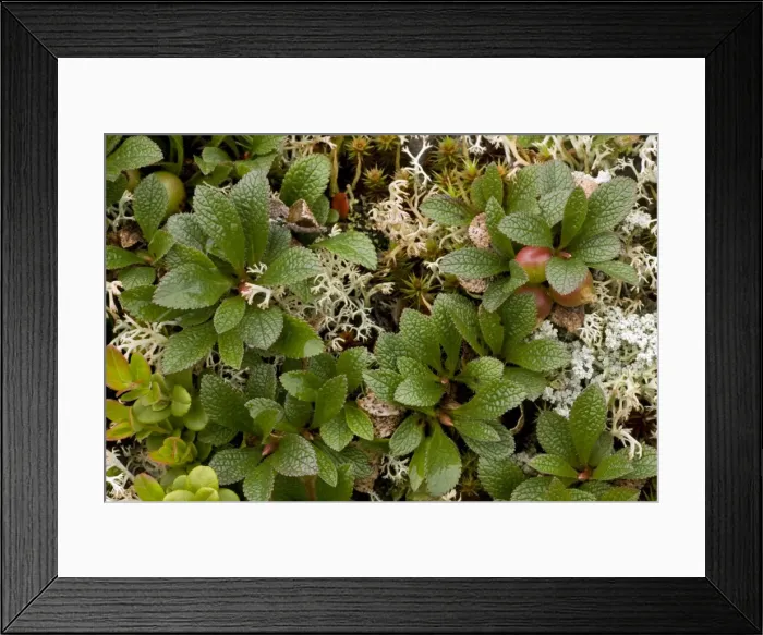 Framed Print : Arctic bearberry (Arctostaphylos alpinus = Arctous alpinus). Norway Framed Print : Arctic bearberry (Arctostaphylos alpinus = Arctous alpinus). Norway