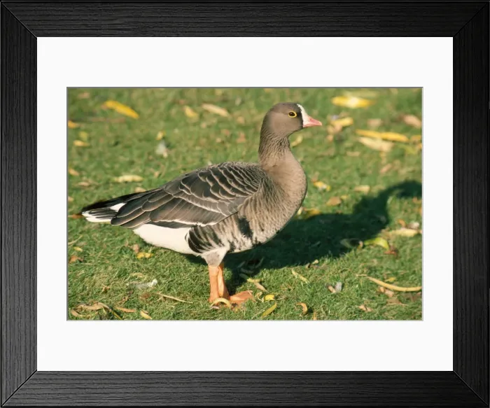 Framed Print : Lesser White Fronted Goose Framed Print : Lesser White Fronted Goose